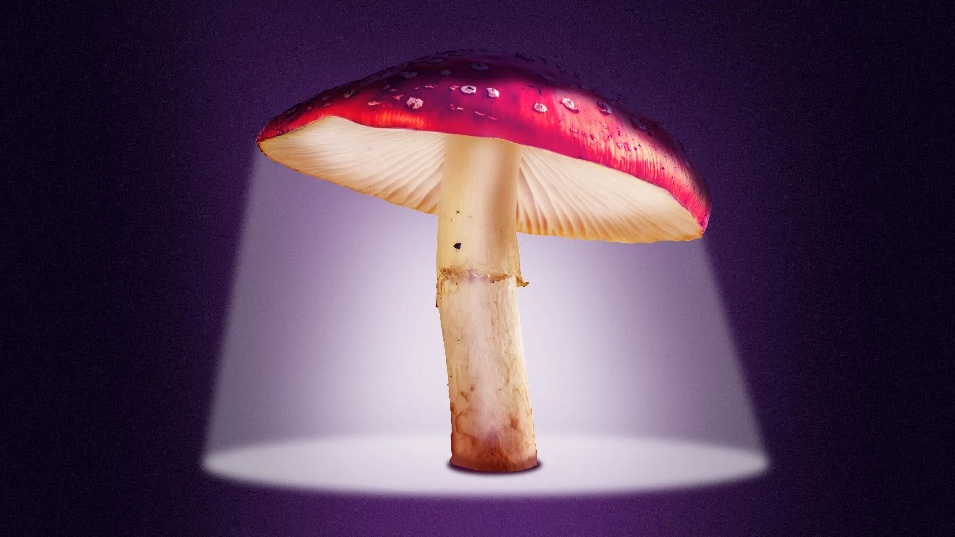 Study Reveals Mushrooms Are the Most Used Psychedelic Substance in the U.S.